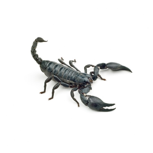 scorpion-noir-comestible