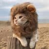 criniere-lion-chat (2)