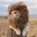 crinière de lion pour chat