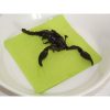 scorpion-noir-comestible2