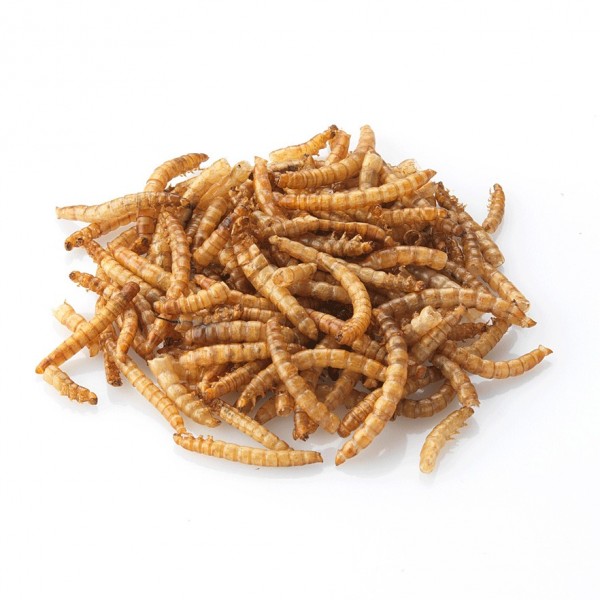 vers de farine grill 233 s comestibles insectes insolite vers de farine grill 233 s comestibles insectes insolite