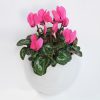 pot_fleur_mural_auto_arrosage_rose