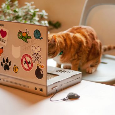 ordinateur griffoir chat