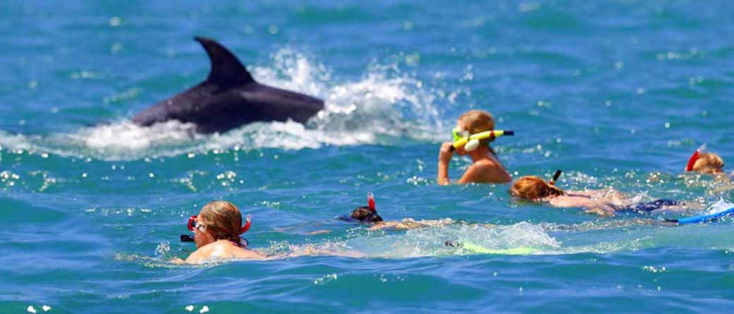 nager avec les dauphins à Cannes