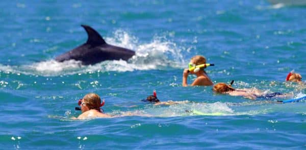 nager avec les dauphins à Cannes