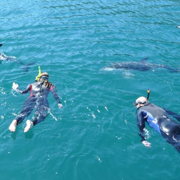 nager avec les dauphins à Cannes