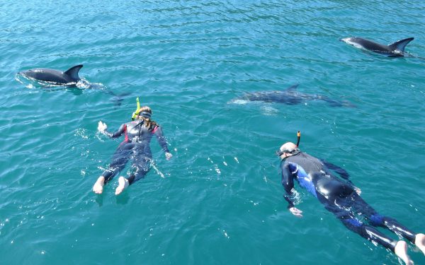 nager avec les dauphins à Cannes