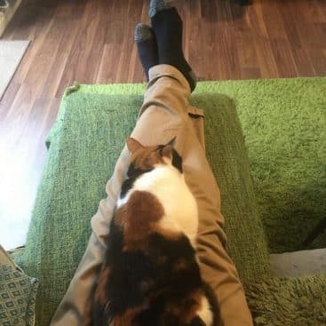 fausses jambes pour chat