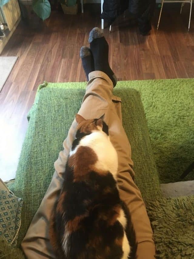 fausses jambes pour chat