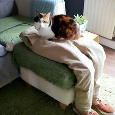 fausses-jambes-chat-8