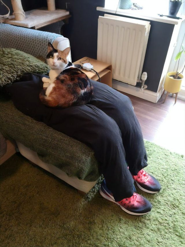 fausses jambes pour chat