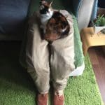 fausses-jambes-chat-9