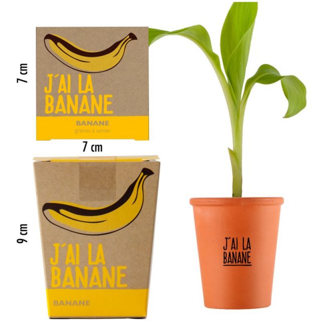 kit j'ai la banane graines bananier