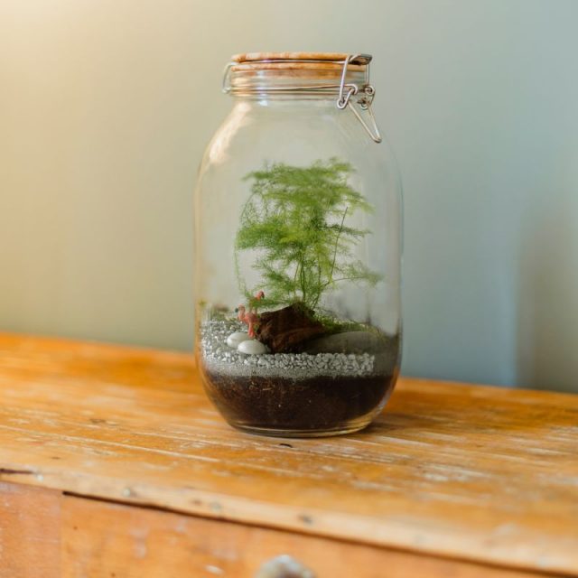 terrarium à faire soi-même