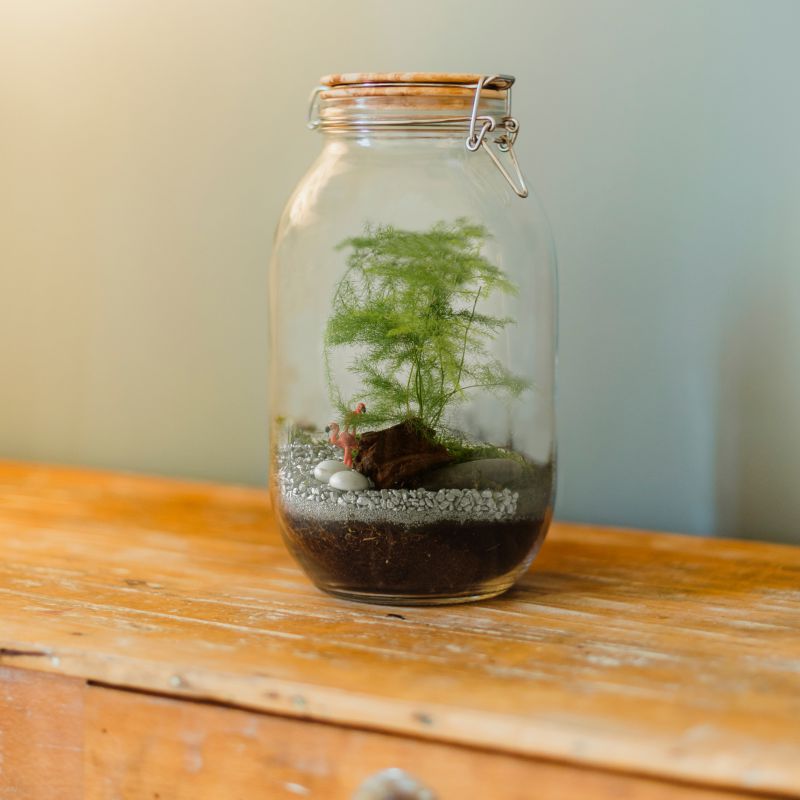 terrarium à faire soi-même