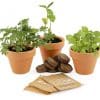 trio-de-pot-plantes-magiques