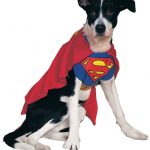 deguisement-superman-chien