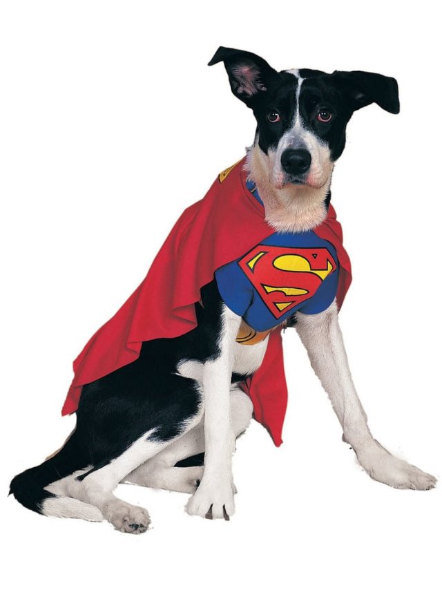déguisement chien superman