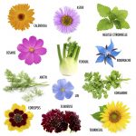 coffret-de-graines-jardin-a-papillons-12-varietes (3)