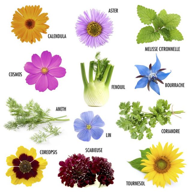 coffret cadeau plante papillon