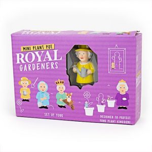 mini reine angleterre pot plante
