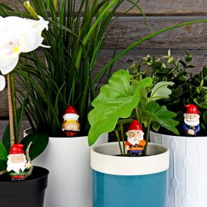 nains de jardin plantes interieur coquins