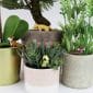 decoration insolite plante chien