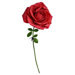 rose géante saint valentin
