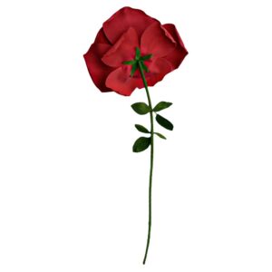 rose géante saint valentin
